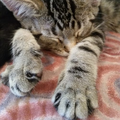 GiGi (The Pet House, Westfield Tuggerah)