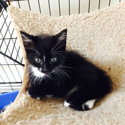 Smudge