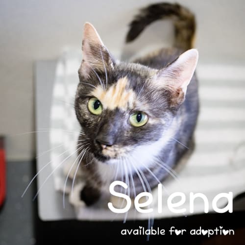 Selena