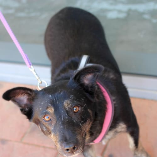 Zoey DL598