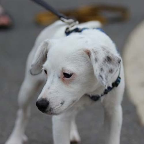 Archie