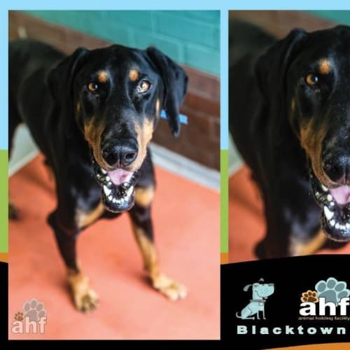 Bull Bull 0012 Doberman 4/6yrs