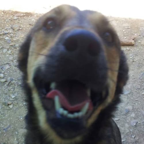 Bruno (adoption pending)