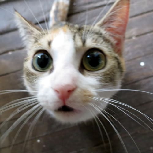 "Eclair" - Purrfect Match