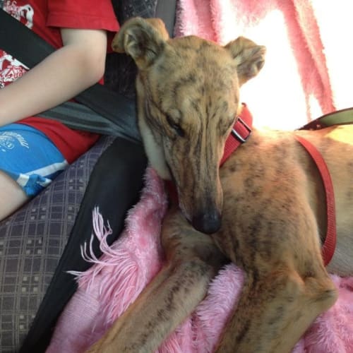 "Sprocket". Small dog & cat friendly. Melbourne