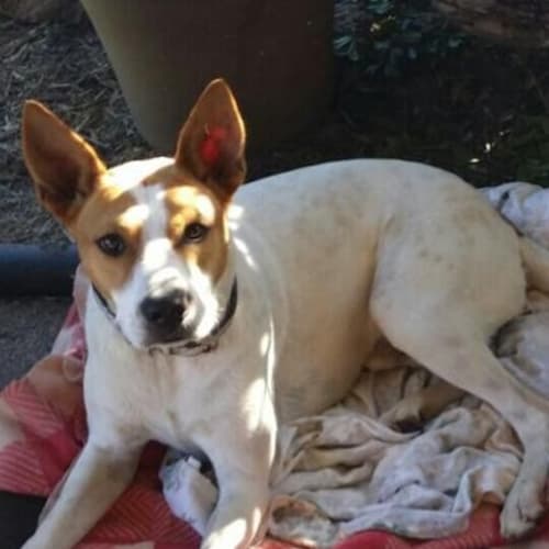 Diesel (adoption pending)