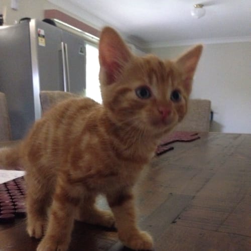Ron