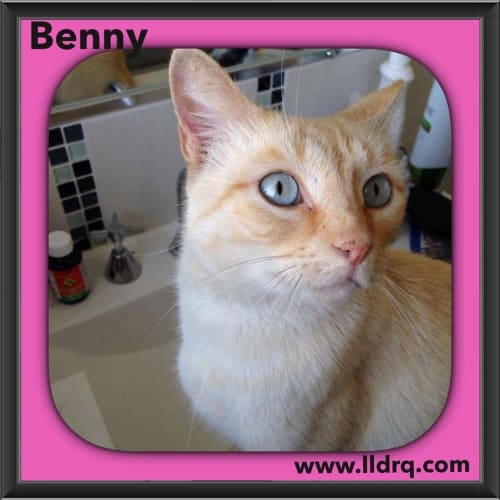 Benny 