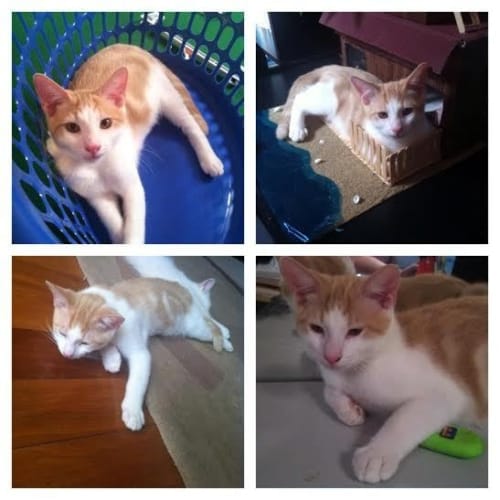 Mitch    Kitten Kapers Rescue