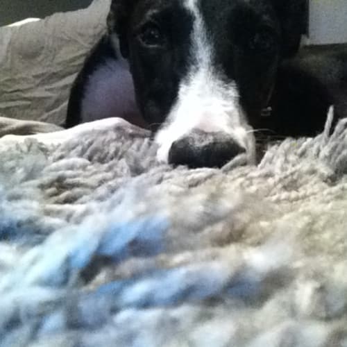 Cat-Like "Emma" - Gold Coast