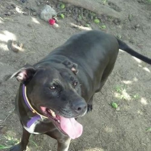 Blackie