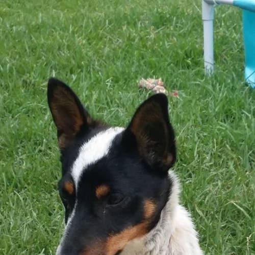 Teeney Tiny Bruce! 7 month old terrier mix