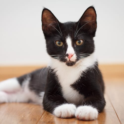 Sylvester