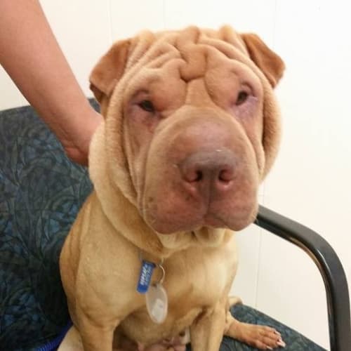 No photo for Alice Needs Out Of The Pound!