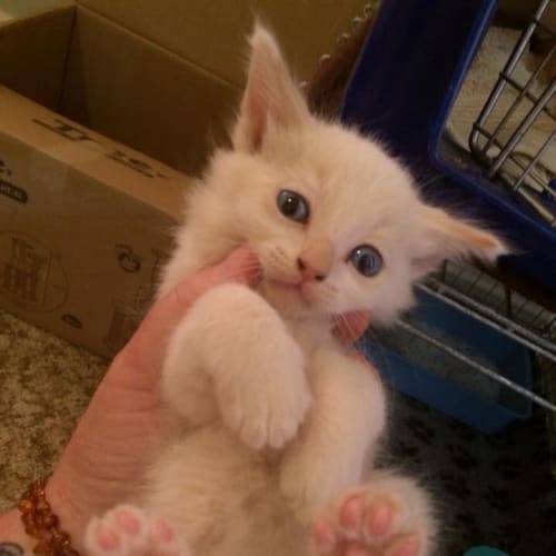 Casper
