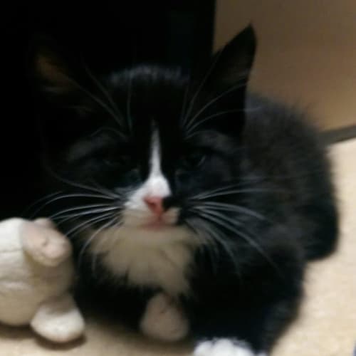 kitten