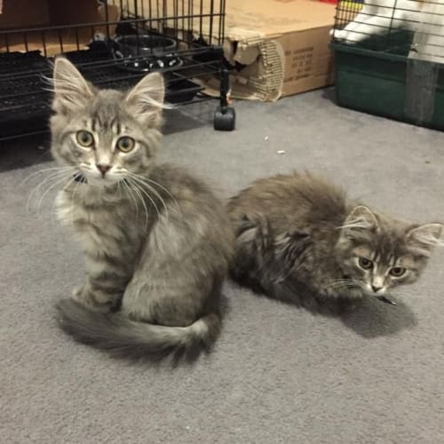 Kittens