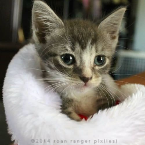 "Toby" - Purrfect Match