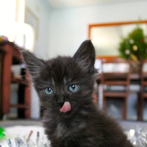 "Smokey" - Purrfect Match