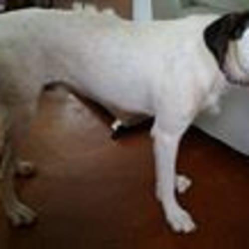 Buster (adoption pending)
