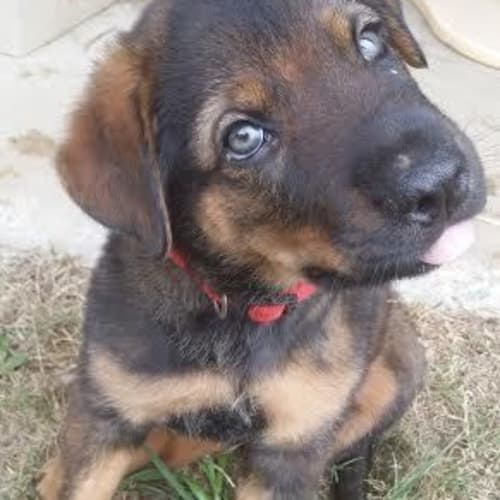 delilah
