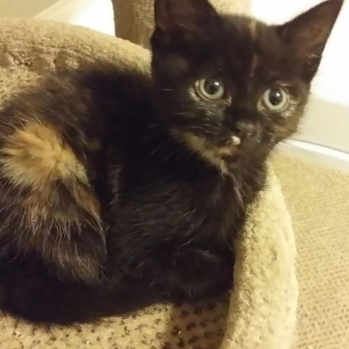 Peggy Sue - The Kitten for You!