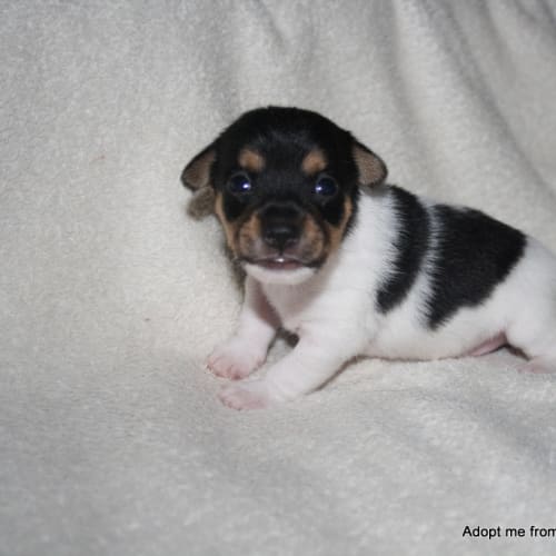 Puppy Benji ~ Fox terrier x (On Trial 18/3/15)