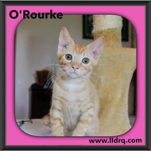 O'Rourke 