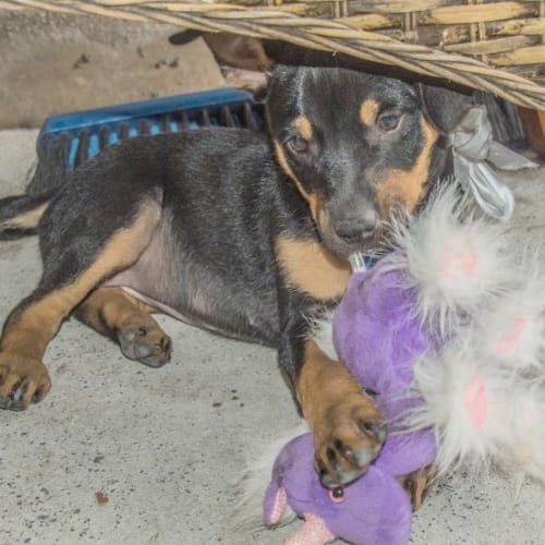 Petal (On Trial 23/1/15) ~ Kelpie x Cattle puppy