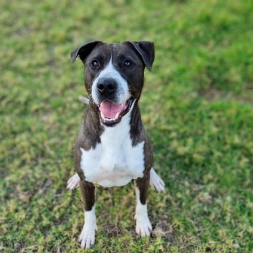 Howie (IMP No. 1972)