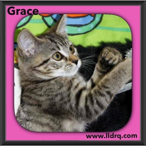 Grace 