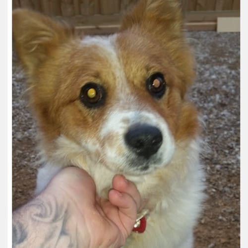 Humperdinck - cat, dog and kid friendly!