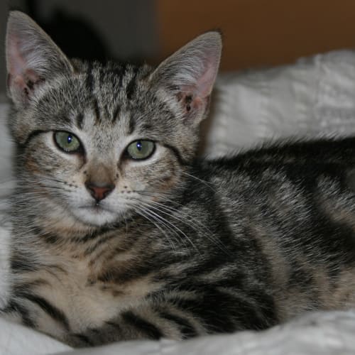 Tabby