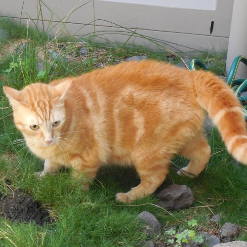 Tigger