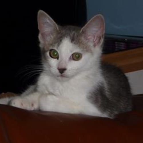Silver ** Adoption Day**