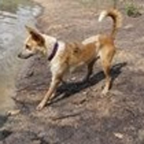 Gidget (adoption pending)