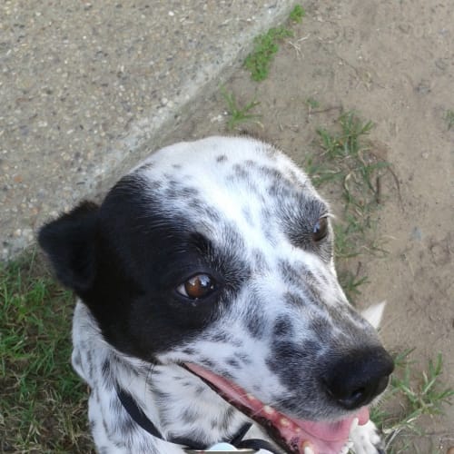 Pippa 