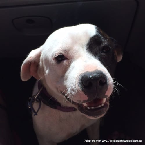 Lady (On Trial 1/2/15) ~ English Staffy