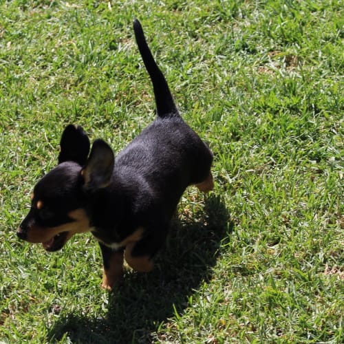 Onyx