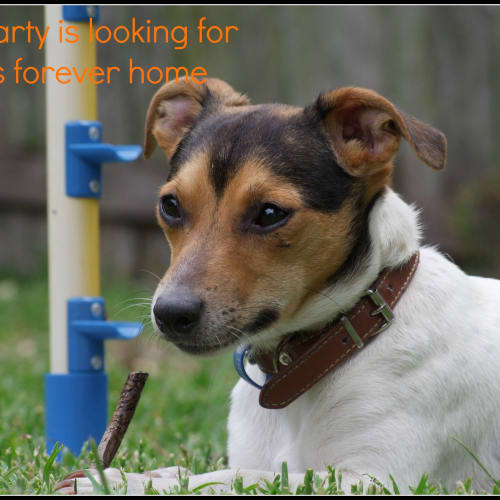 Marty ~ mini foxy, 1yo (on trial 30/5/15)