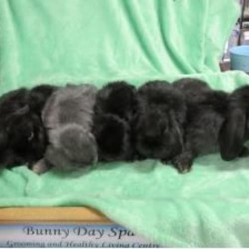 Mrs.Bun's Babies x 5