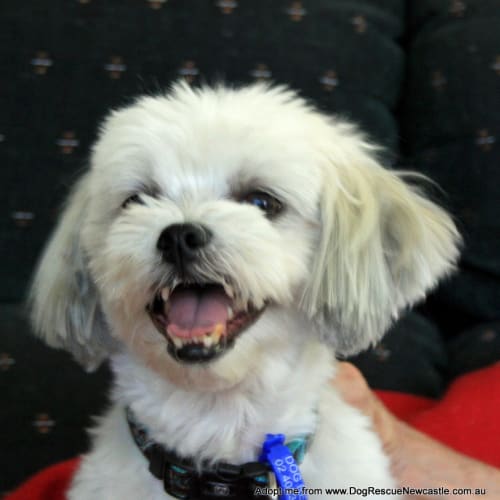 Gizmo (On Trial 25/1/15)~ Maltese x Shih Tzu, male