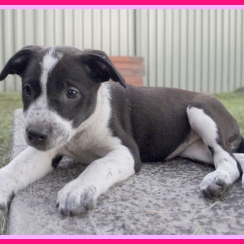Sammie ~ On Trial 30/1/15