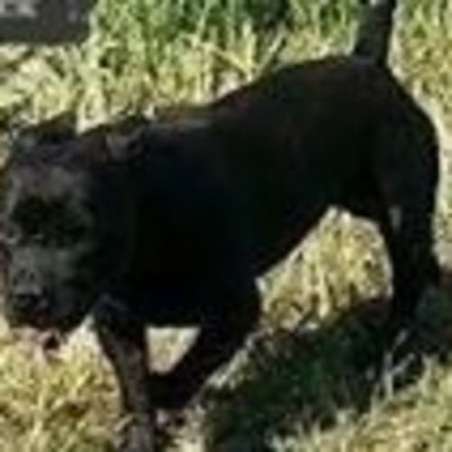Brock (adoption pending)