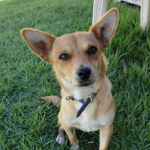 Lolly *On Trial in Her New Home*