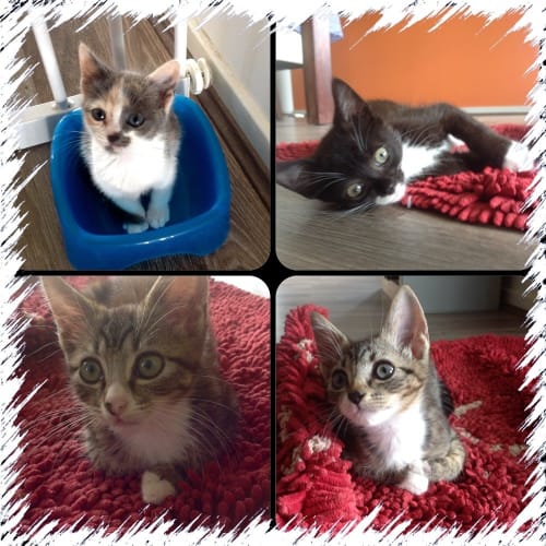 Kittens