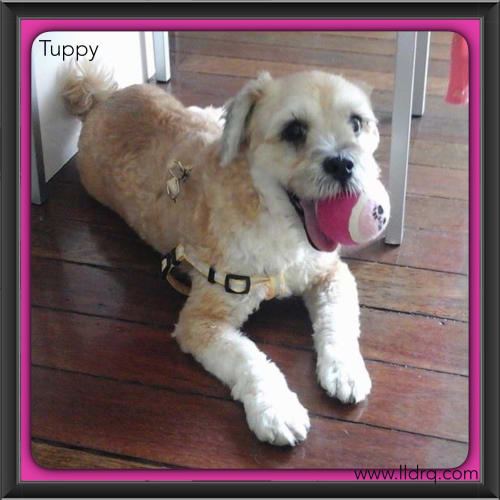 Tuppy