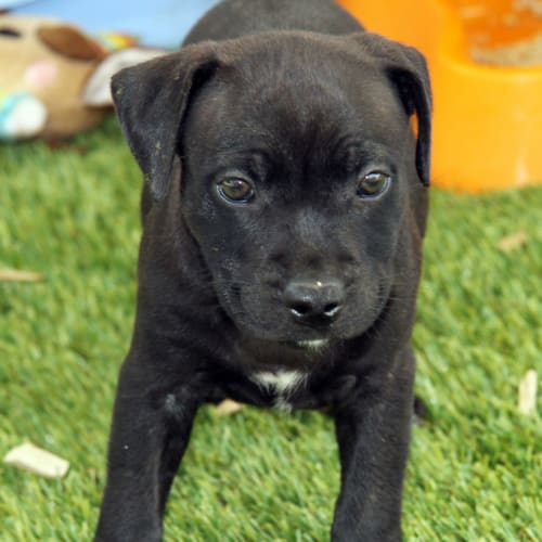 Ninja (Trial 1/2/15) ~ English Staffy puppy