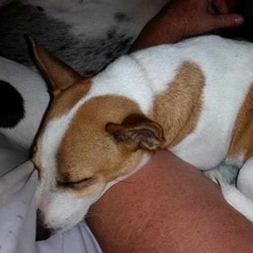 Dozer (adoption pending)