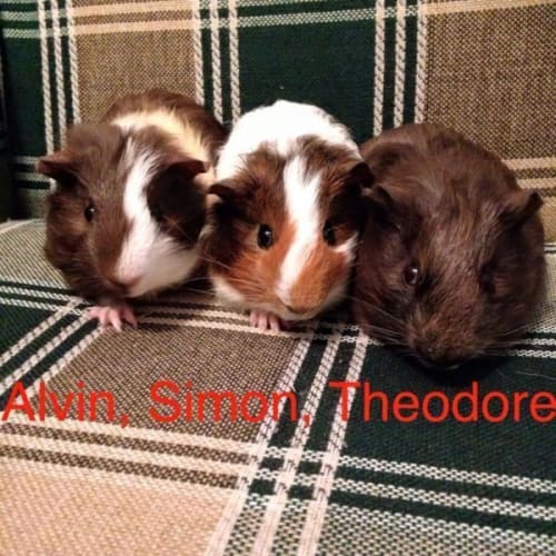 Alvin, Simon and Theodore